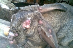 Rabbit Mikksomatosis