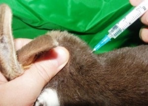 Rabbit Mikksomatosis