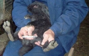 Rabbit Mikksomatosis