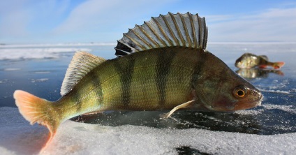 Mormyshki pe perch pentru pescuitul de iarnă