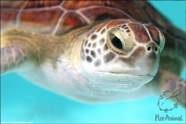 Vizite la țestoase marine, fotografii, video