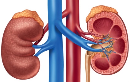 - insuficiența suprarenală la copii - simptome de formă acută și cronică, diagnostic și