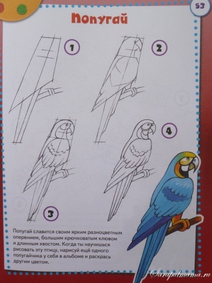 Начертайте стъпка по стъпка папагал - как да се направи молив орлови етапи