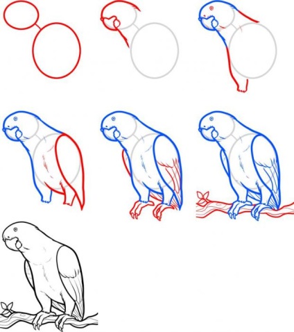 Rajzolj egy papagáj lépésről lépésre - hogyan kell felhívni a ceruzát sas szakaszaiban