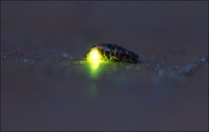 Insect Firefly