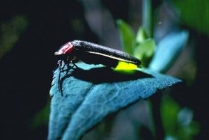 Insect Firefly