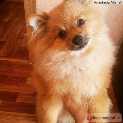 Spitzul german (Pomerania) - 