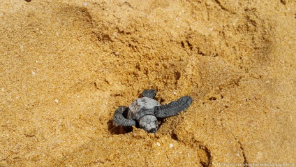 Țestoasele de mare nou-născute aleargă în ocean - chopacho
