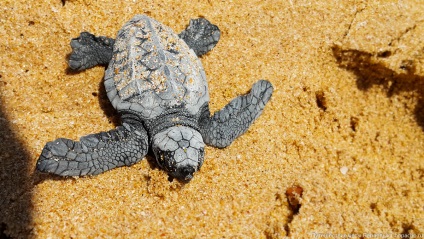 Țestoasele de mare nou-născute aleargă în ocean - chopacho