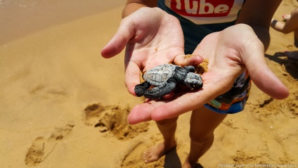 Țestoasele de mare nou-născute aleargă în ocean - chopacho