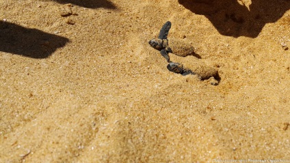 Țestoasele de mare nou-născute aleargă în ocean - chopacho