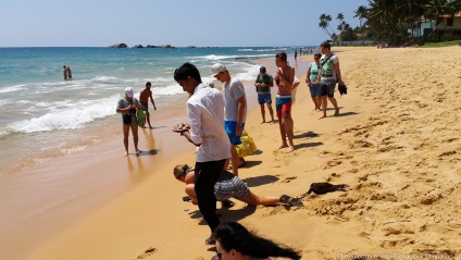 Țestoasele de mare nou-născute aleargă în ocean - chopacho