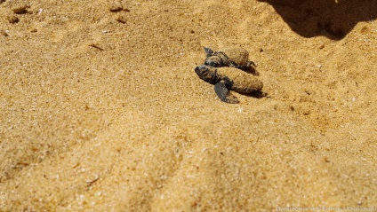 Țestoasele de mare nou-născute aleargă în ocean - chopacho