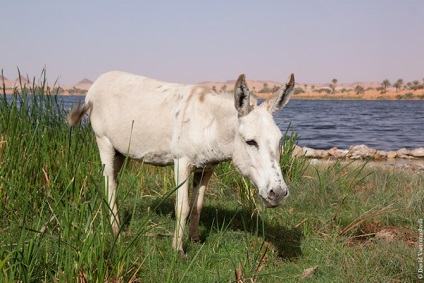 Oaze în marea infinită a nisipurilor din Africa, proaspătă - cea mai bună din Runet pentru o zi!