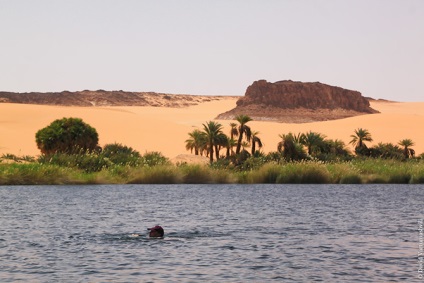Oaze în marea infinită a nisipurilor din Africa, proaspătă - cea mai bună din Runet pentru o zi!