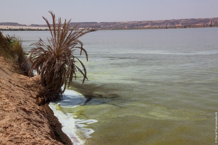 Oaze în marea infinită a nisipurilor din Africa, proaspătă - cea mai bună din Runet pentru o zi!