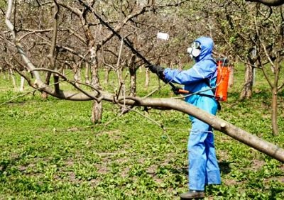 Procesarea pomilor de grădină în toamnă