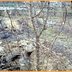 Decuparea unui copac în Siberia