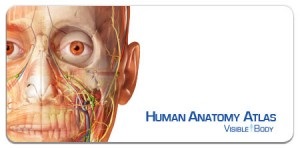 Преглед 3d програми за човешката анатомия, добри съвети