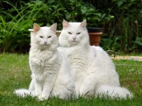 Színek a norvég erdei macska, fekete, fehér, piros, teknőctarka, keresztezett macskák - kik ők