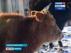 Fermierul Olkhon reproduce iacii, vacile Kalmyk și Hainaks