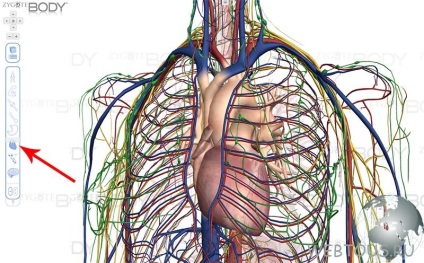 Anatomia online 3D atlas - un ghid virtual pentru corpul uman, servicii gratuite online
