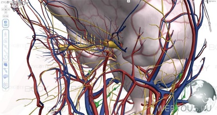 Anatomia online 3D atlas - un ghid virtual pentru corpul uman, servicii gratuite online