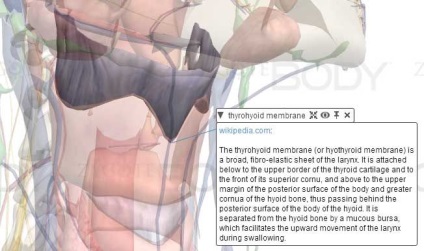 Anatomia online 3D atlas - un ghid virtual pentru corpul uman, servicii gratuite online
