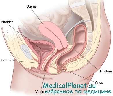 Organele pelvisului de femei