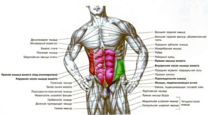 Postura si muschii abdominali