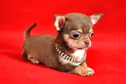 Caracteristicile rasei Chihuahua
