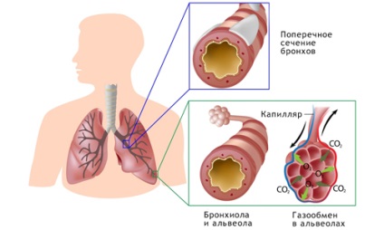 Caracteristicile structurii bronhiilor