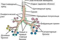 Caracteristicile structurii bronhiilor
