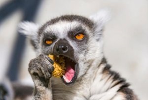 Caracteristicile lemurselor de viață - răspunsuri simple la întrebări complexe