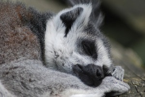 Caracteristicile lemurselor de viață - răspunsuri simple la întrebări complexe