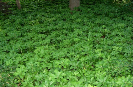 Pachisandra fotografie, tipuri, plantare și îngrijire