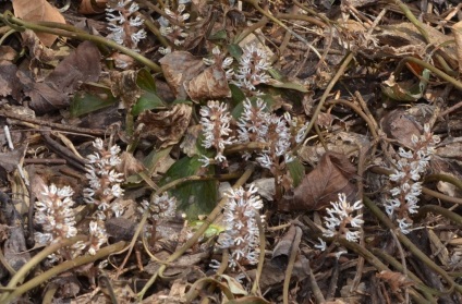 Pachisandra fotografie, tipuri, plantare și îngrijire