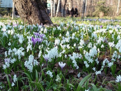 Pakhizandra - cultivarea, plantarea, reproducerea și îngrijirea