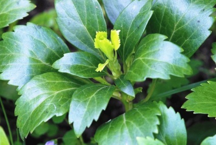 Pakhizandra - cultivarea, plantarea, reproducerea și îngrijirea