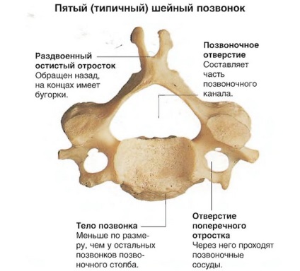 Fractura simptomelor, diagnosticului, tratamentului și reabilitării vertebrelor cervicale