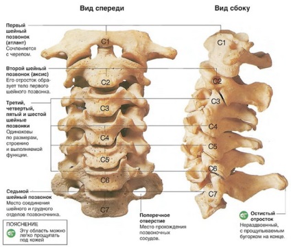 Fractura simptomelor, diagnosticului, tratamentului și reabilitării vertebrelor cervicale