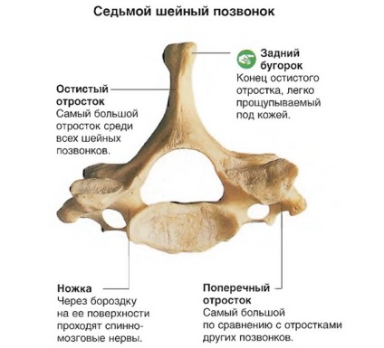 Fractura simptomelor, diagnosticului, tratamentului și reabilitării vertebrelor cervicale