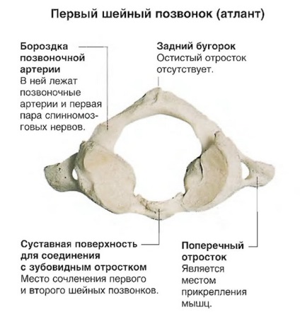 Fractura simptomelor, diagnosticului, tratamentului și reabilitării vertebrelor cervicale