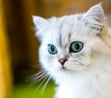 Descrierea rasei de pisici persane, fotografie, pretul pisicilor, recenzii