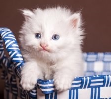 Perzsa macska fajta leírás, fotók, árak kiscicák, vélemények