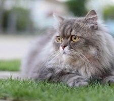 Perzsa macska fajta leírás, fotók, árak kiscicák, vélemények