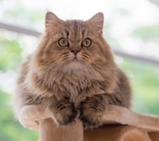 Descrierea rasei de pisici persane, fotografie, pretul pisicilor, recenzii