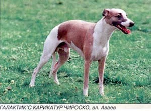 Animale de companie - revista - lumea câinilor - №1