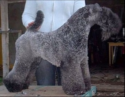 Kennel Nyizsnyij Novgorod, Kutyakozmetika Nyizsnyij Novgorod, egy hajvágás otthon kutyák alján