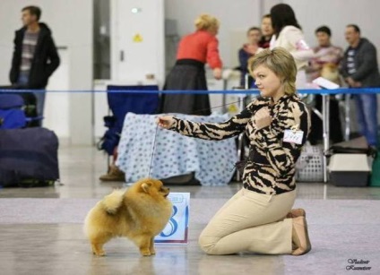 Kennel Nyizsnyij Novgorod, Kutyakozmetika Nyizsnyij Novgorod, egy hajvágás otthon kutyák alján